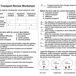 Cell membrane and transport worksheet