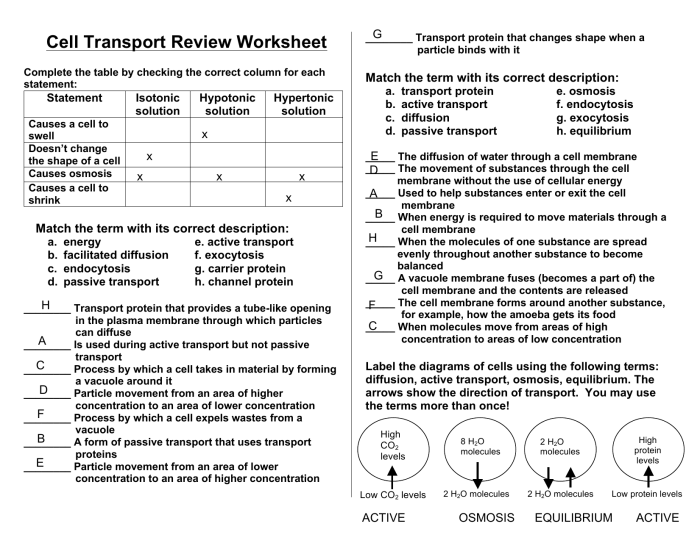 Cell membrane and transport worksheet