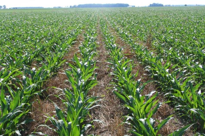 A farmer is planting a straight row of crops