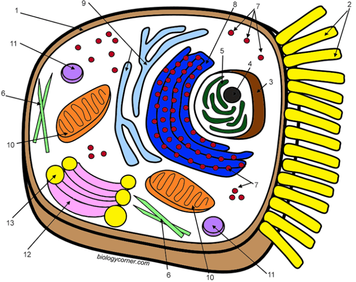 Animal cell coloring worksheet answer key