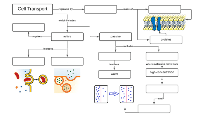 Cell membrane and transport worksheet