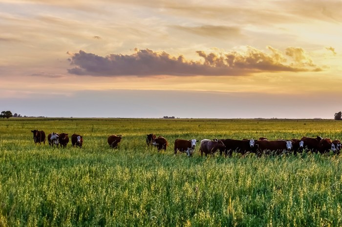 Grassland in south america crossword