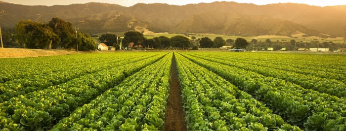 A farmer is planting a straight row of crops