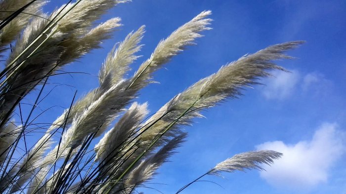 Pampas chilean patagonia