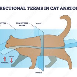 Body dorsal ventral anterior posterior biology plans symmetry animal animals radial vs asymmetrical types function form bilateral anemone sea figure