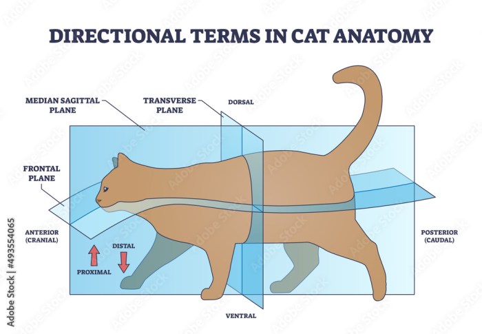 Body dorsal ventral anterior posterior biology plans symmetry animal animals radial vs asymmetrical types function form bilateral anemone sea figure