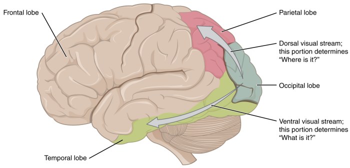 Select different colors for the dorsal and ventral