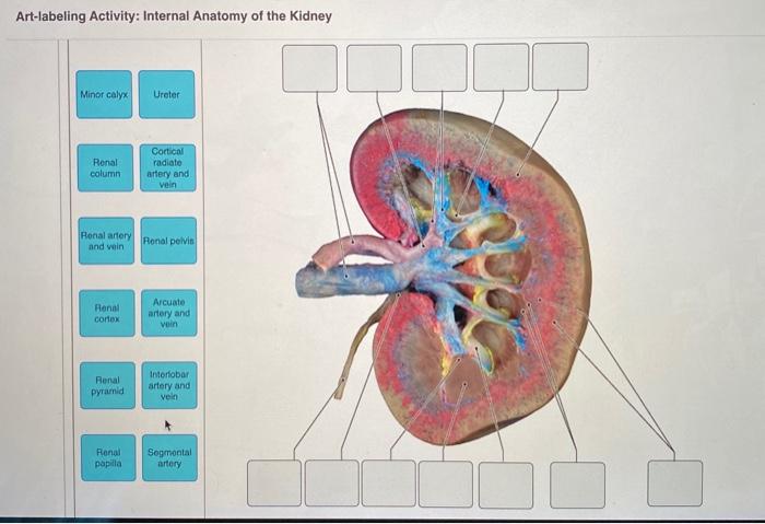 Labeling activity spinal landmarks anatomical chegg