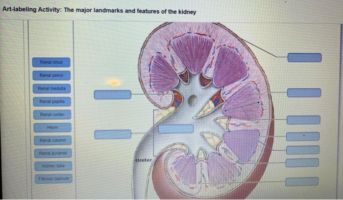 Art-labeling activity: the major landmarks and features of the kidney