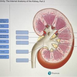 Art-labeling activity: the major landmarks and features of the kidney