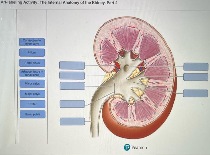 Art-labeling activity: the major landmarks and features of the kidney