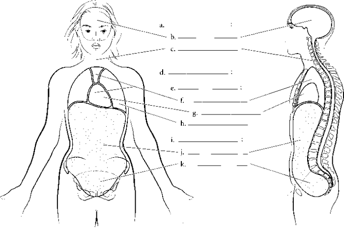 Select different colors for the dorsal and ventral