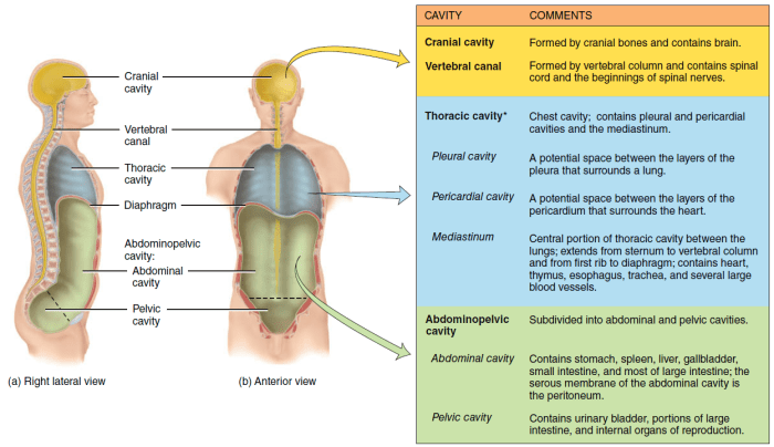 Dorsal vet animal plantar ventral anatomy cranial term flexion canine opposite anterior aspect dorsiflexion anatomical veterinary tail biology trunk school